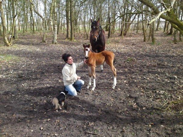 Hollandsk Varmblod Nim Con Calma billede 31