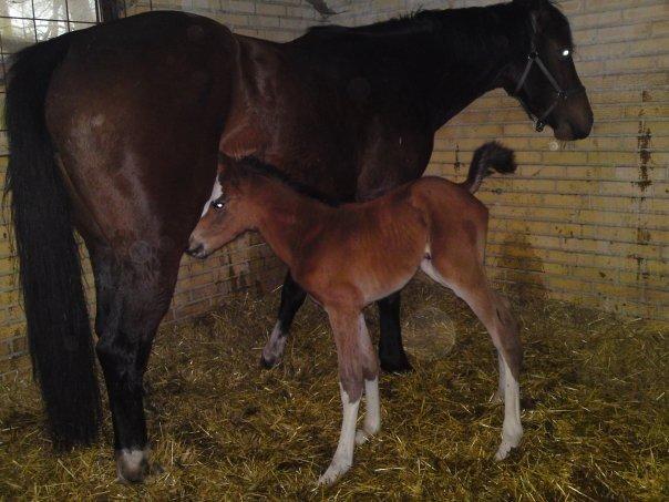 Hollandsk Varmblod Nim Con Calma billede 32