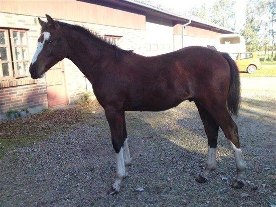 Hollandsk Varmblod Nim Con Calma billede 33