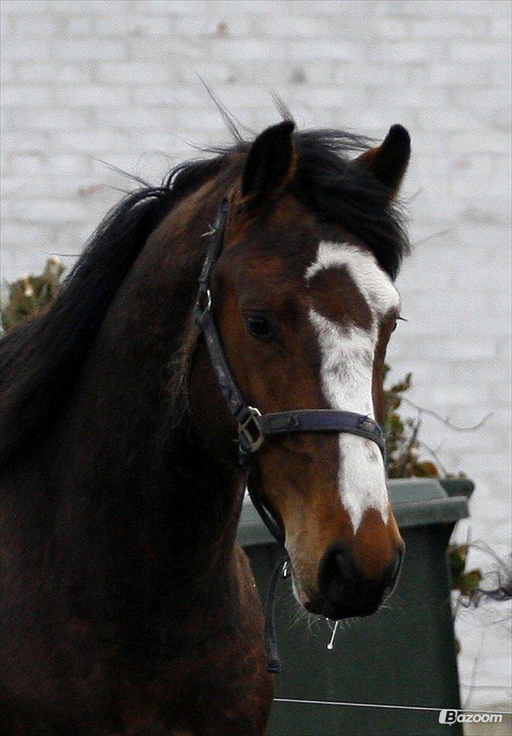 Hollandsk Varmblod Nim Con Calma billede 34