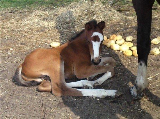 Hollandsk Varmblod Nim Con Calma billede 35