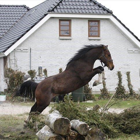 Hollandsk Varmblod Nim Con Calma billede 36