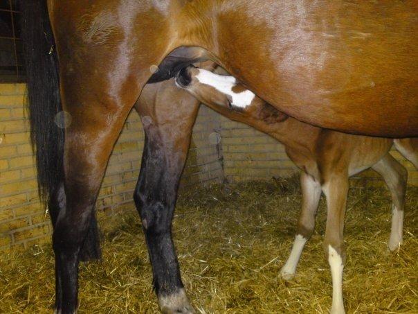 Hollandsk Varmblod Nim Con Calma billede 37