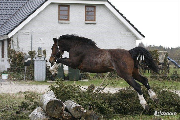 Hollandsk Varmblod Nim Con Calma billede 38