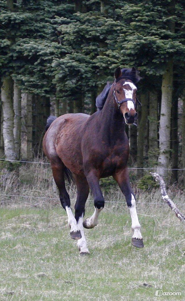 Hollandsk Varmblod Nim Con Calma billede 40