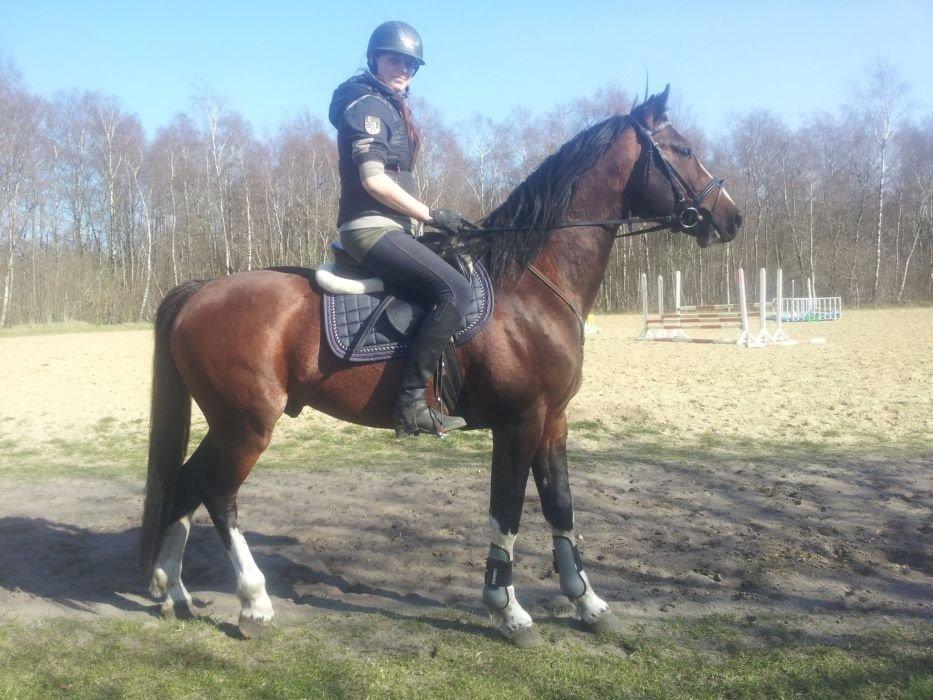 Hollandsk Varmblod Nim Con Calma billede 39