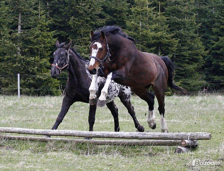 Hollandsk Varmblod Nim Con Calma billede 41