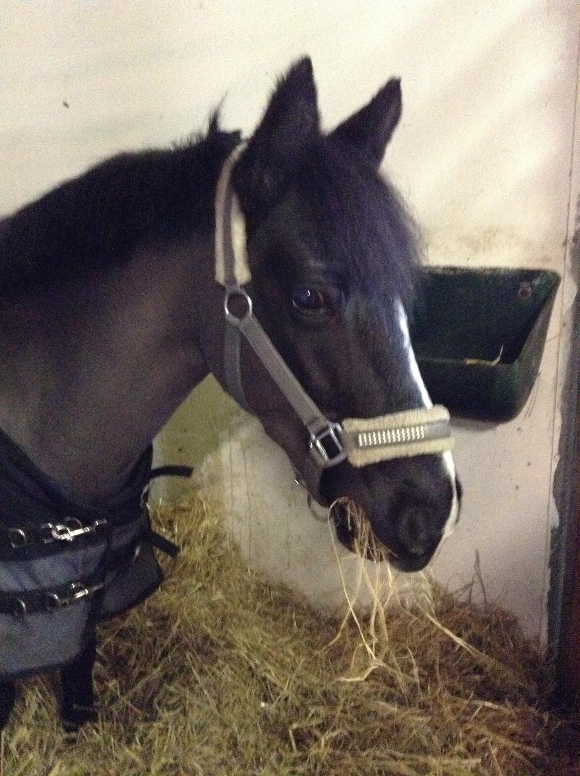 Welsh Mountain (sec A) Naturel Mini - Søde Mini<3 billede 4