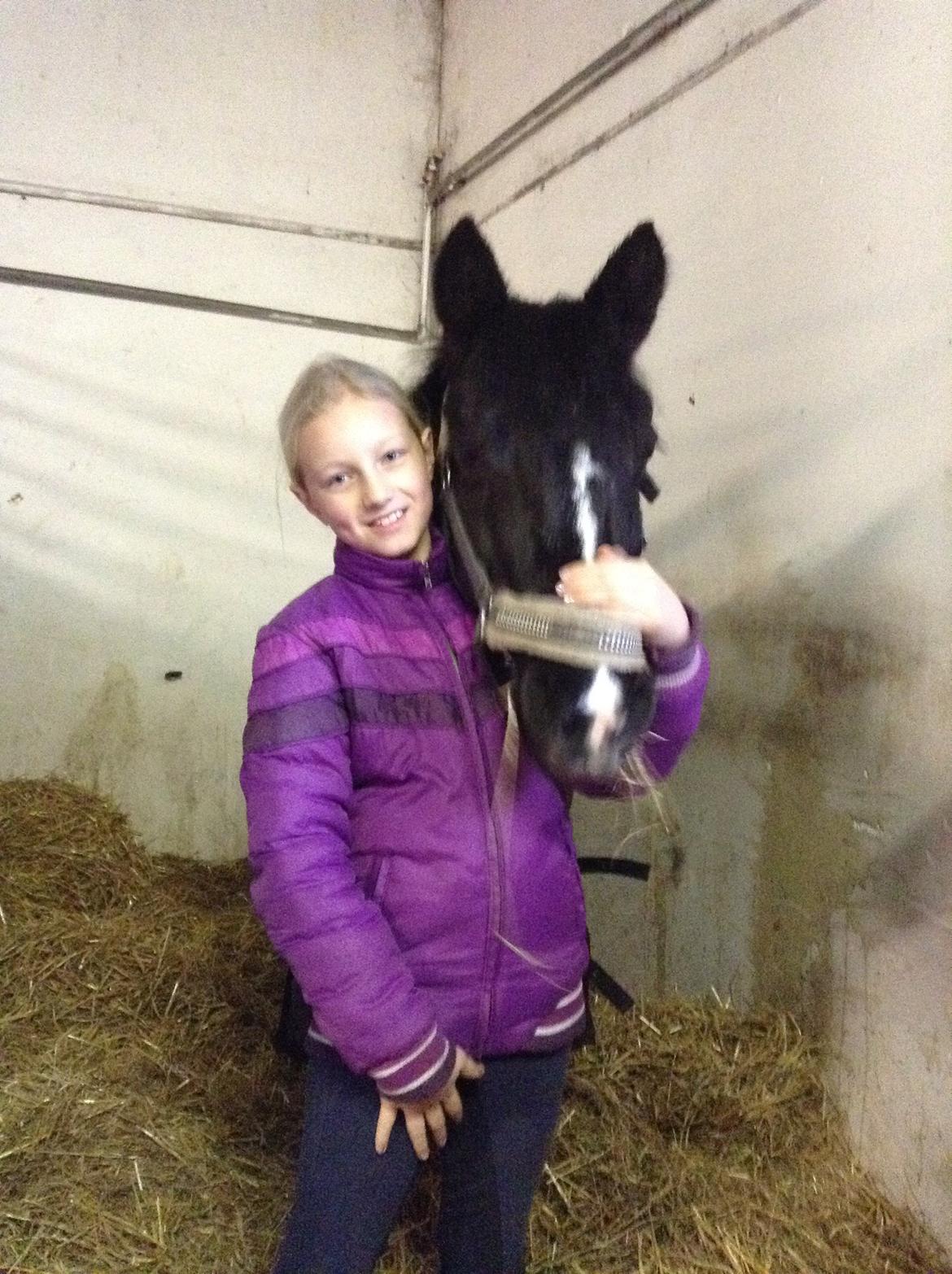 Welsh Mountain (sec A) Naturel Mini - Mig og Mini der står og nusser i boksen. Vi hygger os<3 billede 5