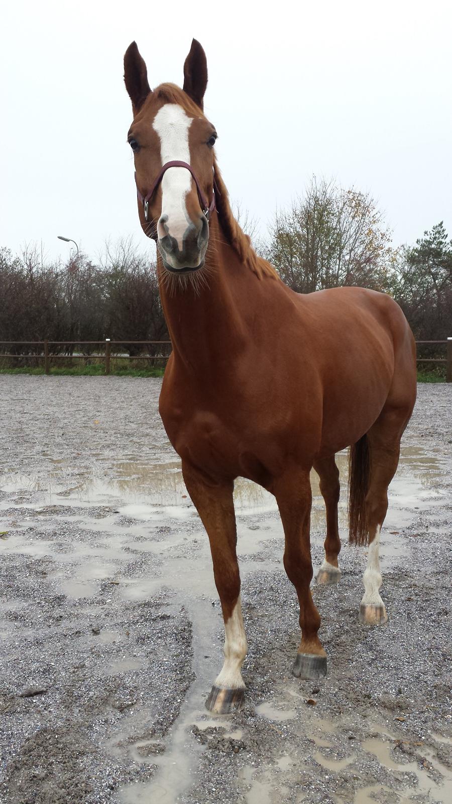 Dansk Varmblod Wegas*R.I.P* billede 13