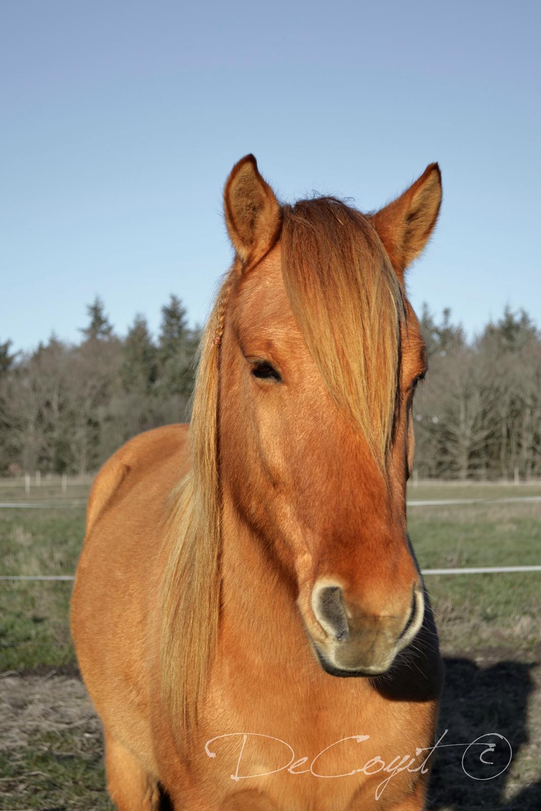 Anden særlig race Baby aka. Tino Von Rebel - 25. november, 2014 - Baby er blevet voksen! :) Vi nyder vores sidste tid, hvor alt stadig kun kan foregå fra jorden. billede 20