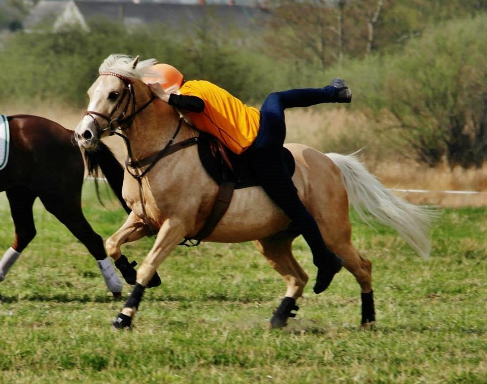 Hollandsk Sportspony Goldy - Dm individuelle 2013 billede 16