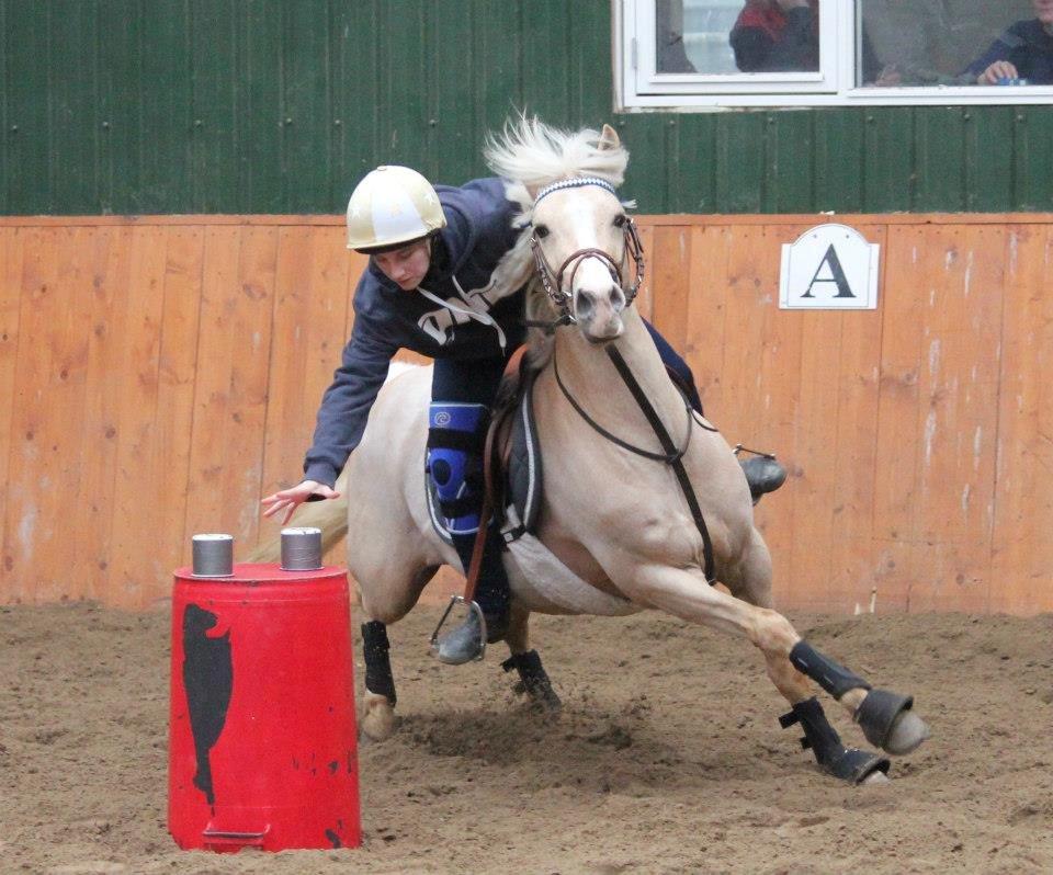 Hollandsk Sportspony Goldy billede 18