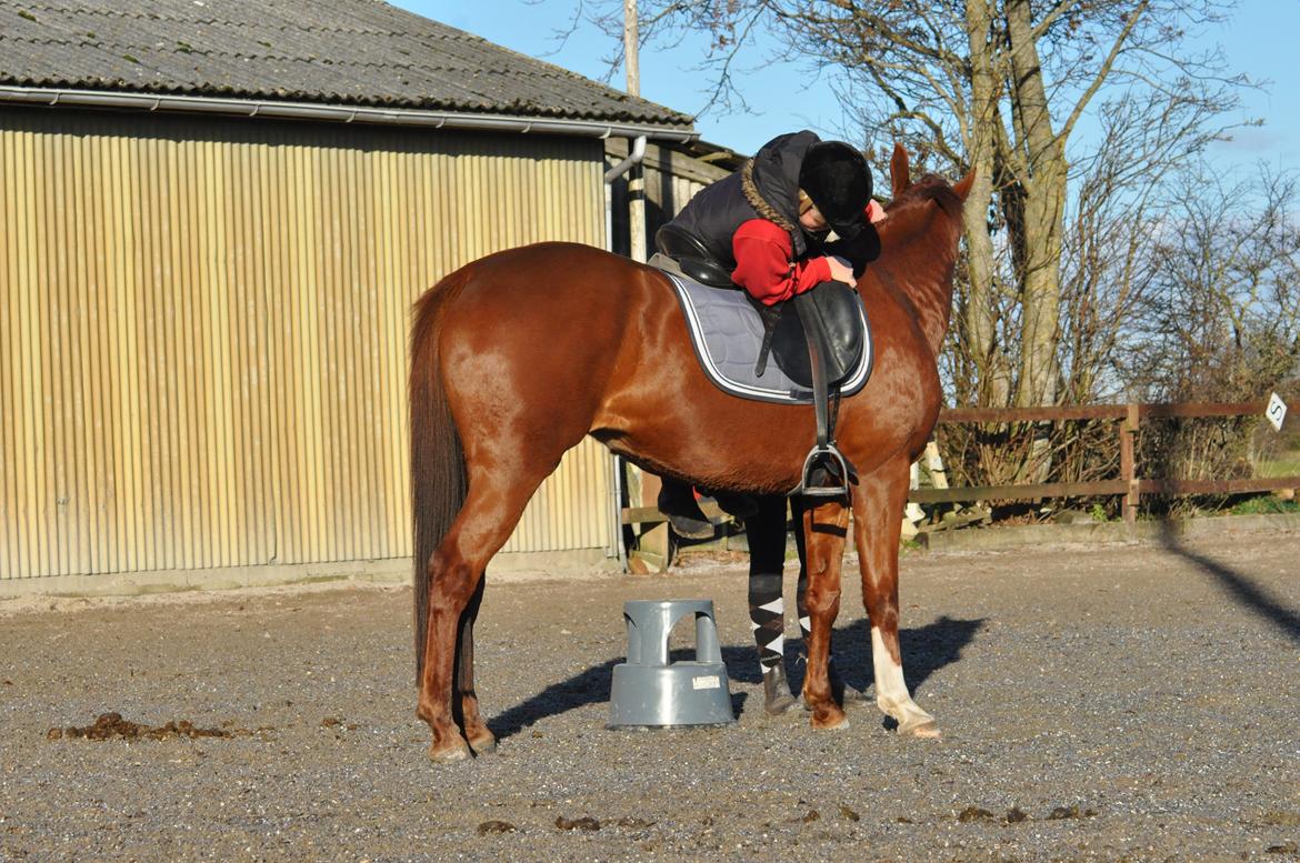 Tysk Oldenburger Meldgårds princesse chakira - 23-11-13 første gang jeg hænger på hende ;) billede 17