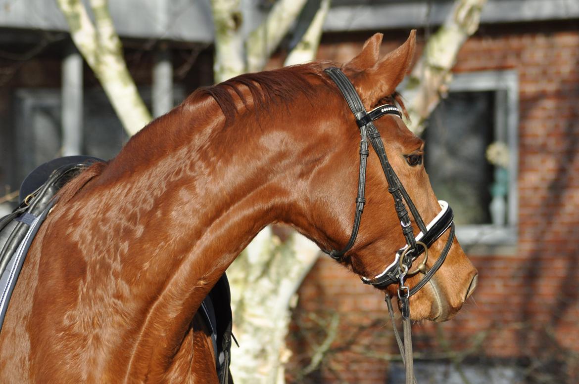 Tysk Oldenburger Meldgårds princesse chakira billede 19