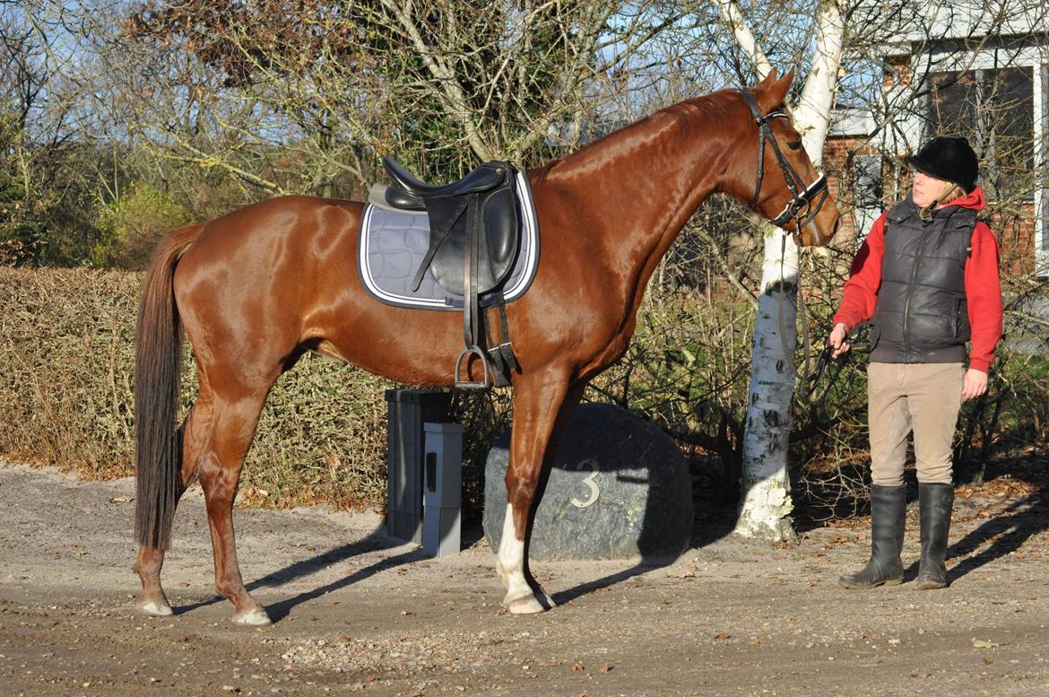 Tysk Oldenburger Meldgårds princesse chakira billede 4