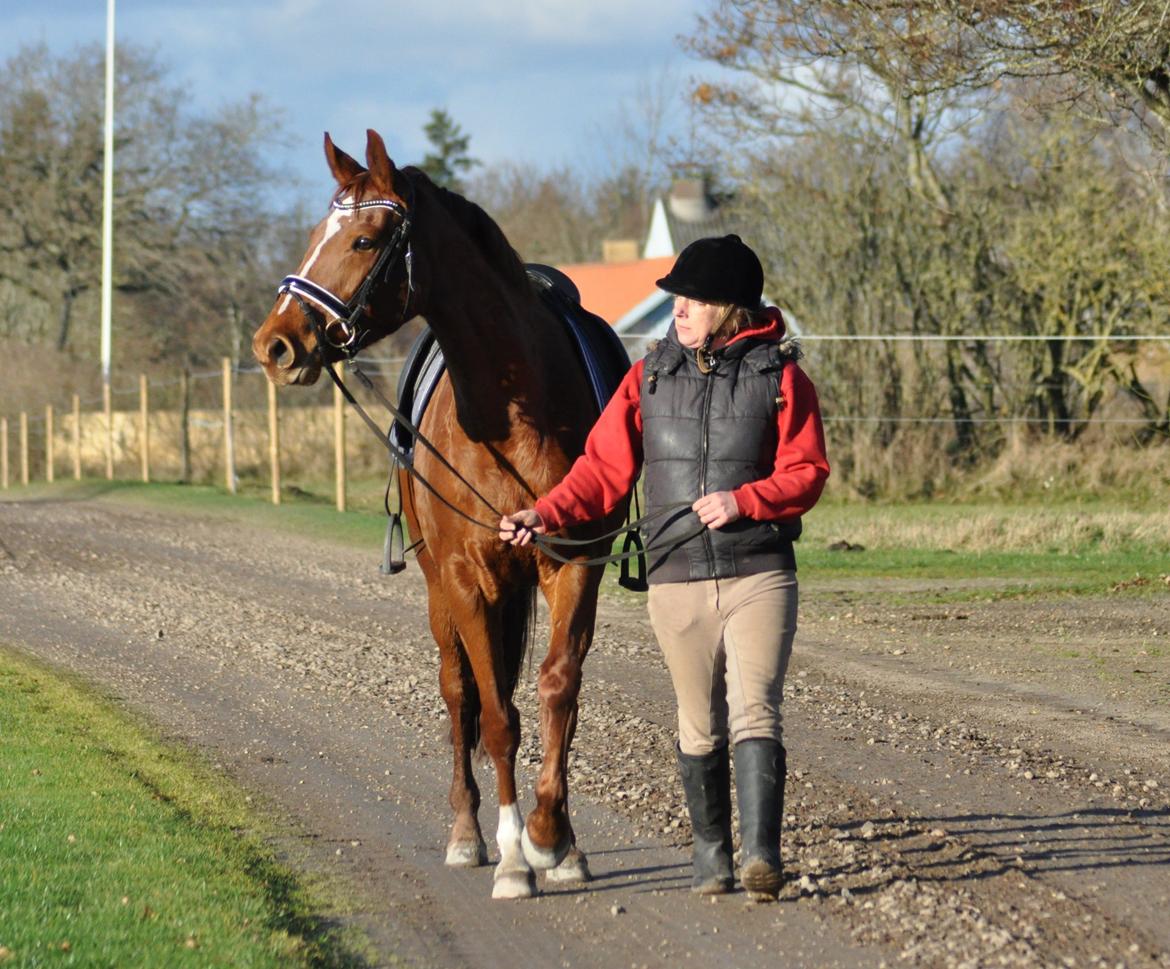 Tysk Oldenburger Meldgårds princesse chakira billede 20