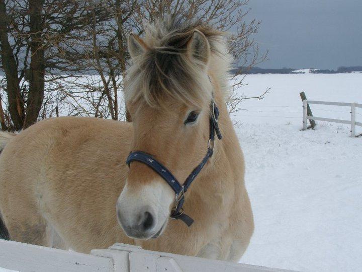 Fjordhest Efeu - billede fra vintern år 2010 billede 20