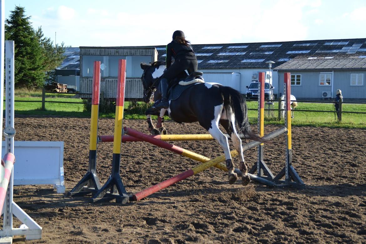 Hollandsk Sportspony Kees - Du springer mig til himlen <3 billede 8