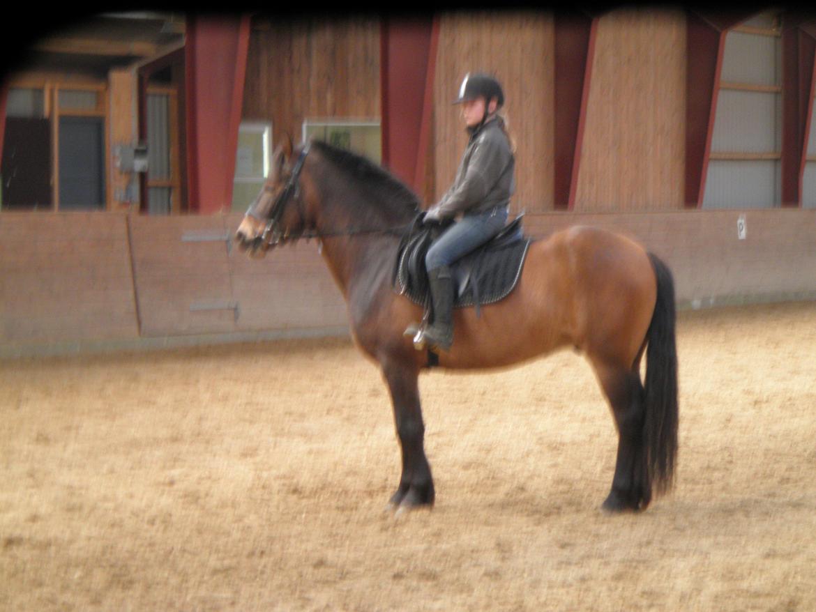 Anden særlig race Buster billede 4