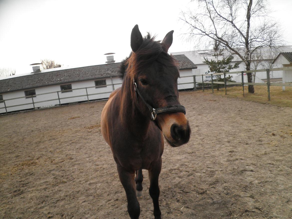 Anden særlig race Buster billede 5