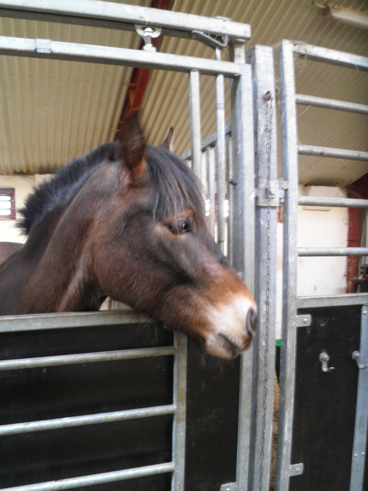 Anden særlig race Buster billede 6