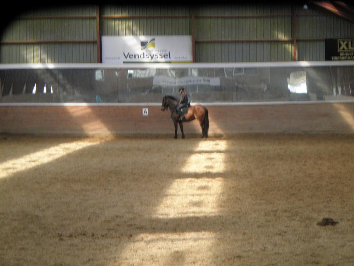 Anden særlig race Buster billede 7