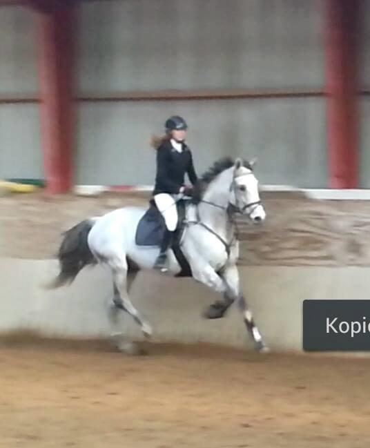 Dansk Varmblod Carneval Fever - dårlig kvalitet da det er taget fra video ;) billede 11