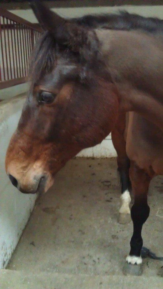 Holstener Mailunds Calua billede 19