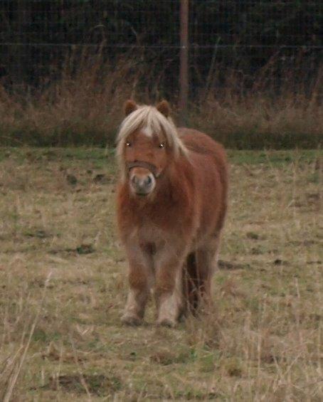 Shetlænder Prins (min tidligere hest) - prins<3...NYT billede 17