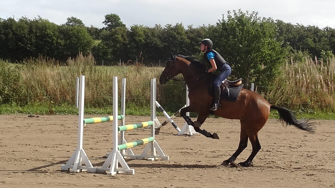 Hollandsk Varmblod W. catsburg billede 7