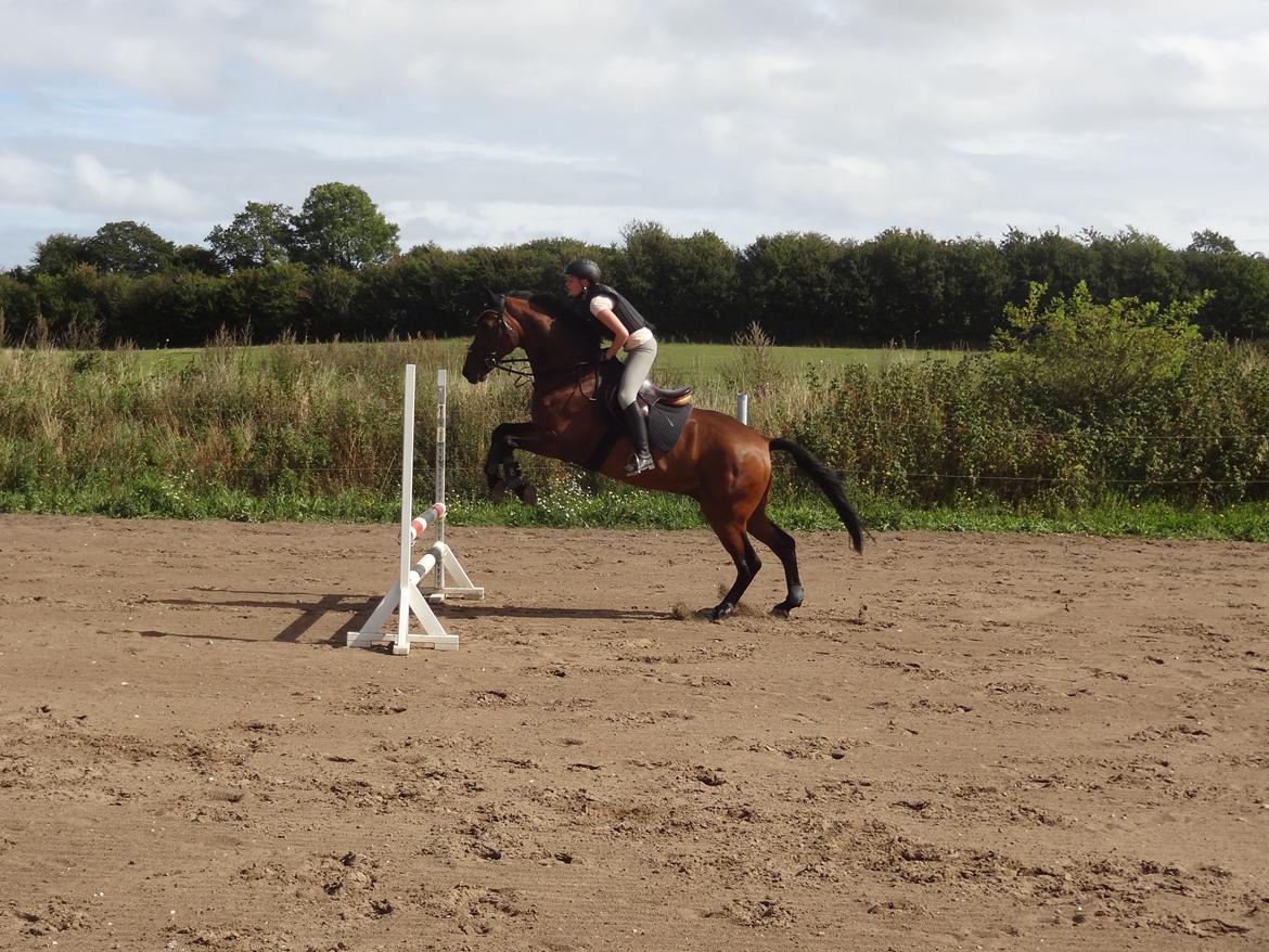 Hollandsk Varmblod W. catsburg billede 8