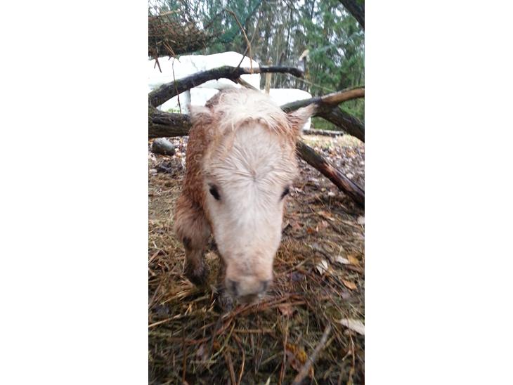 {{currentPhoto.altText}} billede {{currentPhoto.number}}