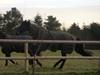 Trakehner Corvette af Bakkely [Tidl. hest]