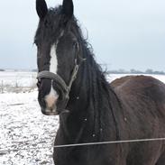 Anden særlig race Snette