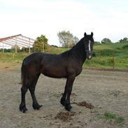 Anden særlig race Snette