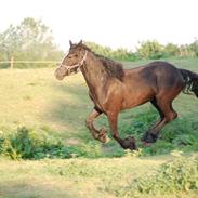 Anden særlig race Snette