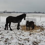 Anden særlig race Snette