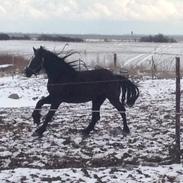 Anden særlig race Snette