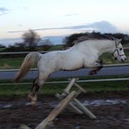 Welsh Mountain (sec A) Stensgaards Kahan.