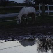 Welsh Mountain (sec A) Stensgaards Kahan.