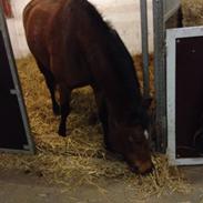 New Forest Vestergaards Ariel (tidl. part)