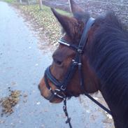 New Forest Vestergaards Ariel (tidl. part)