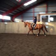 Dansk Varmblod Moonlight Birkely