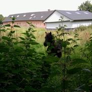 Shetlænder Valentin