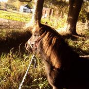 Shetlænder Valentin