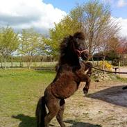 Shetlænder Valentin