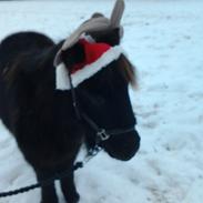 Shetlænder Valentin