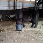 Shetlænder Valentin