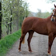 Frederiksborg Frederikke Høghøj